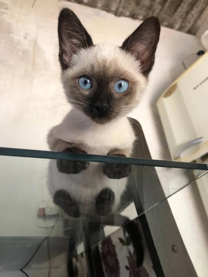 Gato raça Siamês idade  nome Fofo