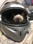 Fofo