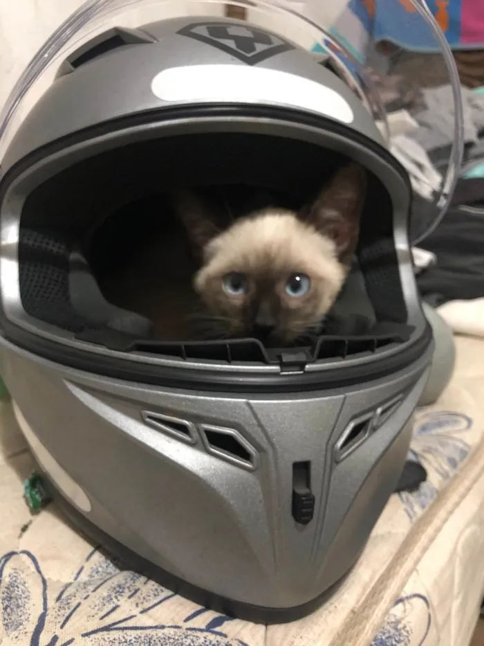 Gato raça Siamês idade  nome Fofo