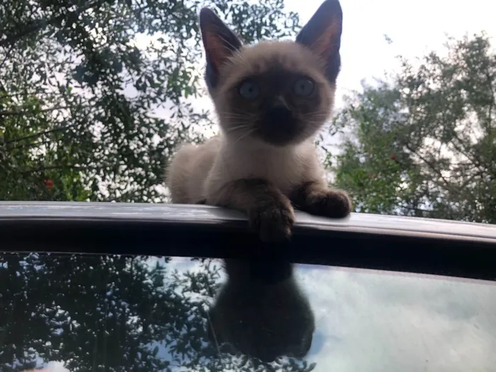 Gato raça Siamês idade  nome Fofo