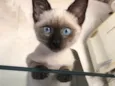 Fofo