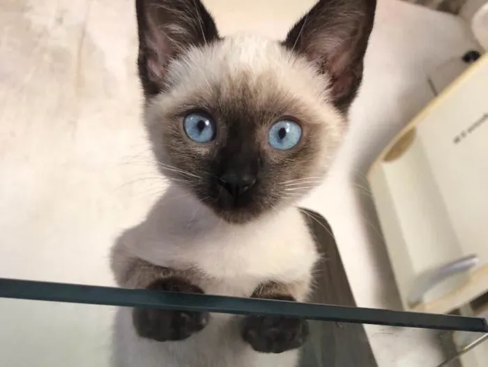 Gato raça Siamês idade  nome Fofo