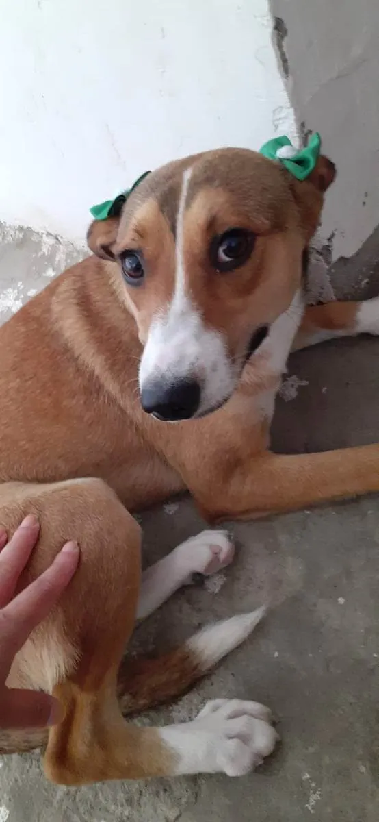 Cachorro raça SRD idade 1 ano nome Lindinha