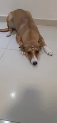Cachorro raça SRD idade 1 ano nome Lindinha
