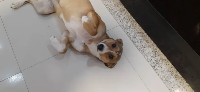 Cachorro raça SRD idade 1 ano nome Lindinha