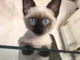Fofo
