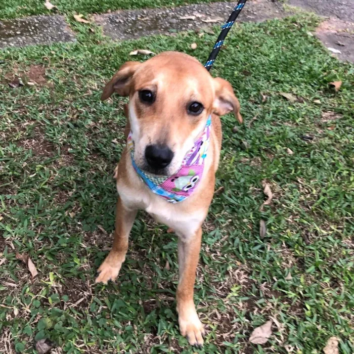 Cachorro ra a Srd idade 1 ano nome Lili