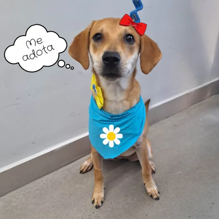 Cachorro ra a Srd idade 1 ano nome Lili