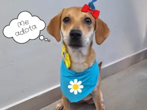 Cachorro raça Srd idade 1 ano nome Lili