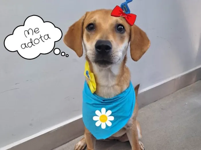 Cachorro ra a Srd idade 1 ano nome Lili