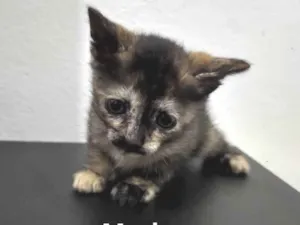 Gato raça sem raça definida idade Abaixo de 2 meses nome sem nome