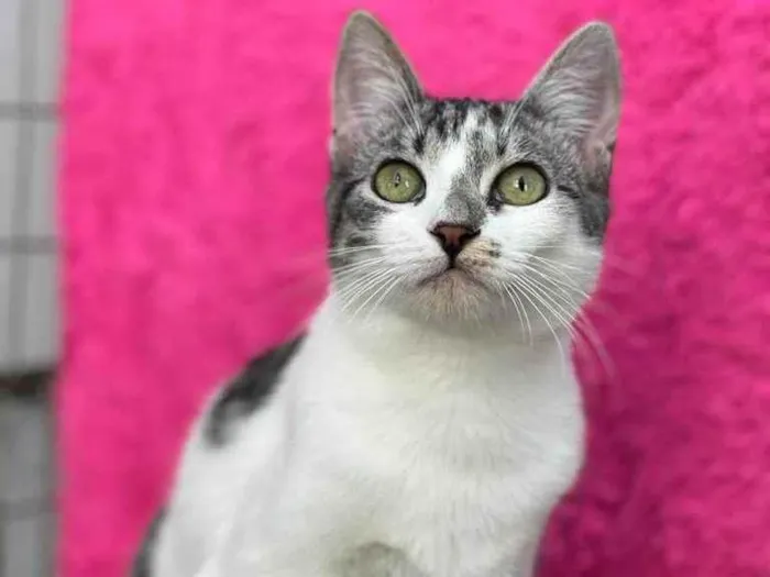 Gato raça Birmanes idade 2 a 6 meses nome Flow