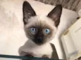 Fofo