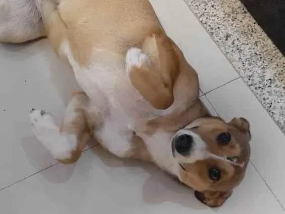Cachorro raça SRD idade 1 ano nome Lindinha