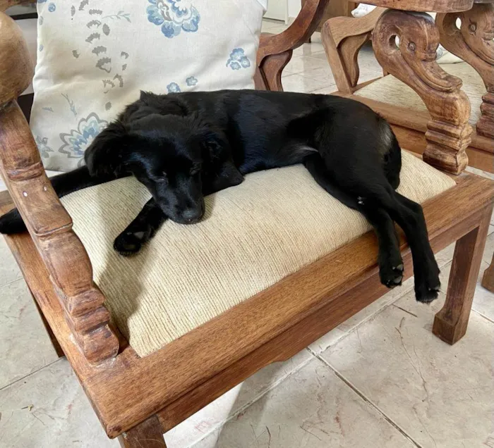 Cachorro ra a RND idade 2 a 6 meses nome Lili