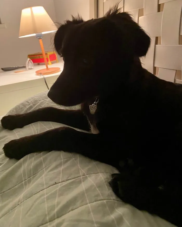 Cachorro ra a RND idade 2 a 6 meses nome Lili