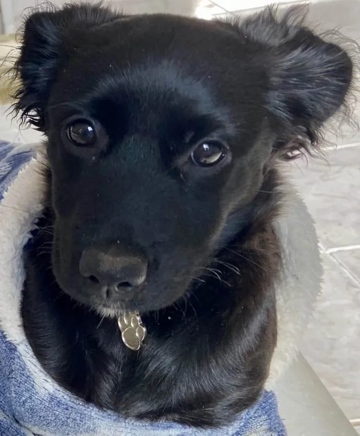 Cachorro ra a RND idade 2 a 6 meses nome Lili