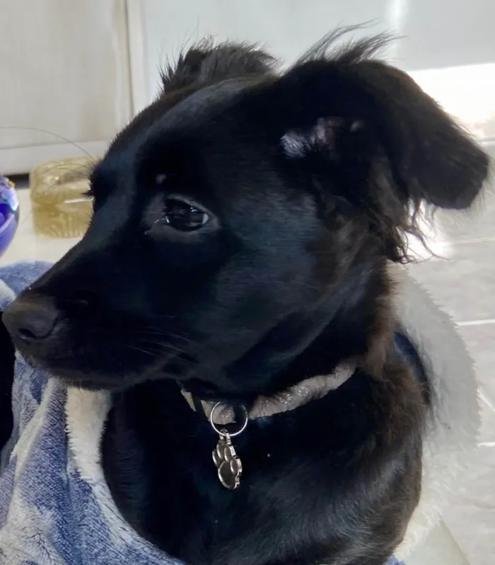 Cachorro ra a RND idade 2 a 6 meses nome Lili