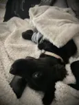 Lili