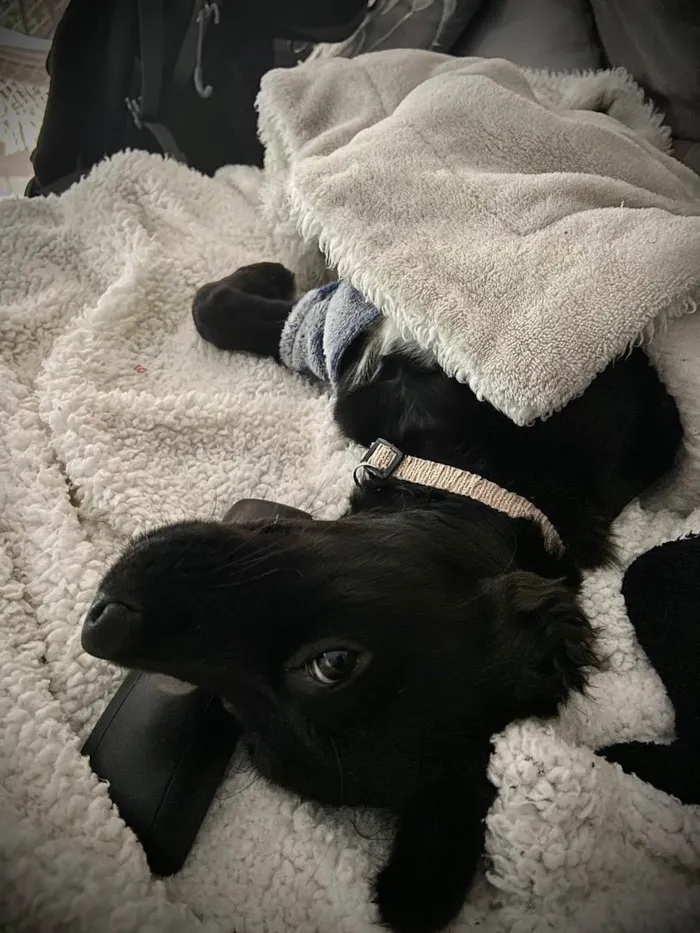 Cachorro ra a RND idade 2 a 6 meses nome Lili