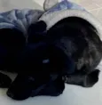 Lili