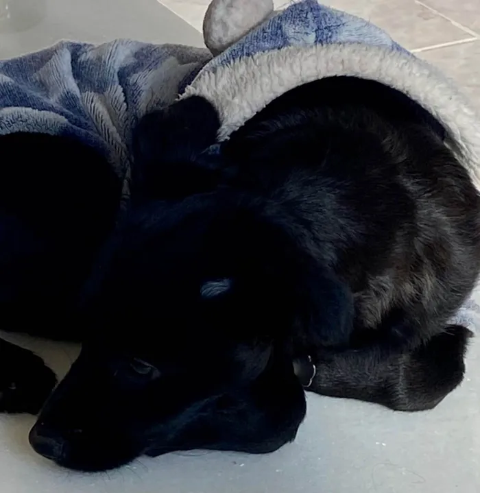 Cachorro ra a RND idade 2 a 6 meses nome Lili