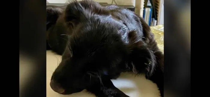 Cachorro ra a RND idade 2 a 6 meses nome Lili