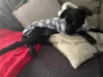 Lili