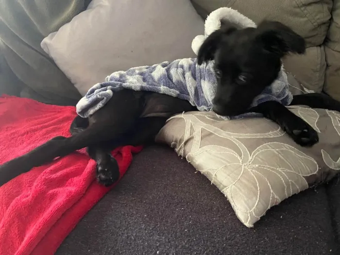 Cachorro ra a RND idade 2 a 6 meses nome Lili