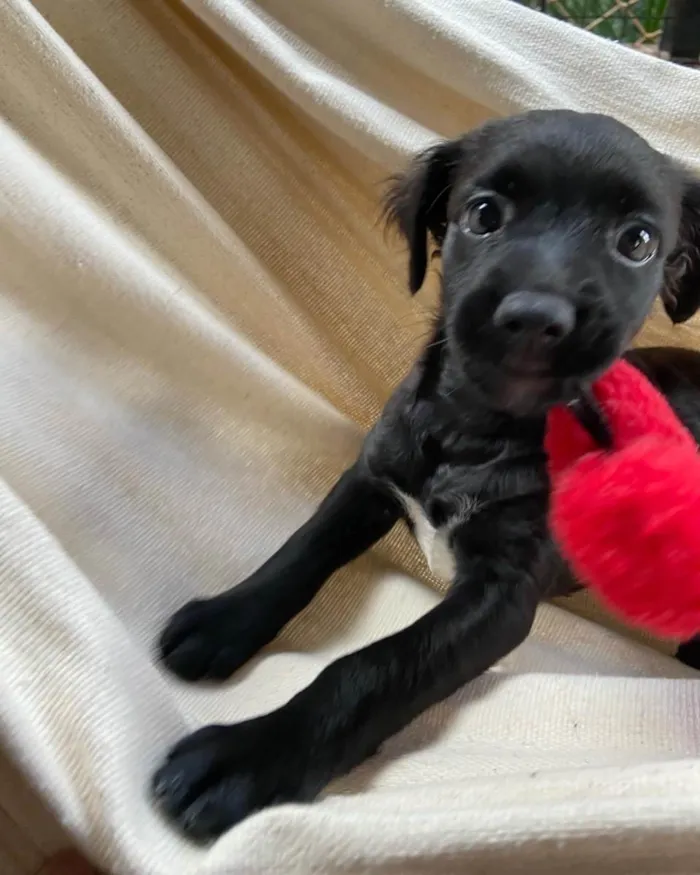 Cachorro ra a RND idade 2 a 6 meses nome Lili