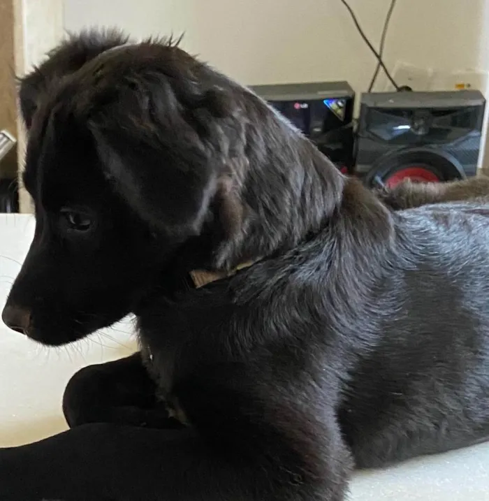 Cachorro ra a RND idade 2 a 6 meses nome Lili