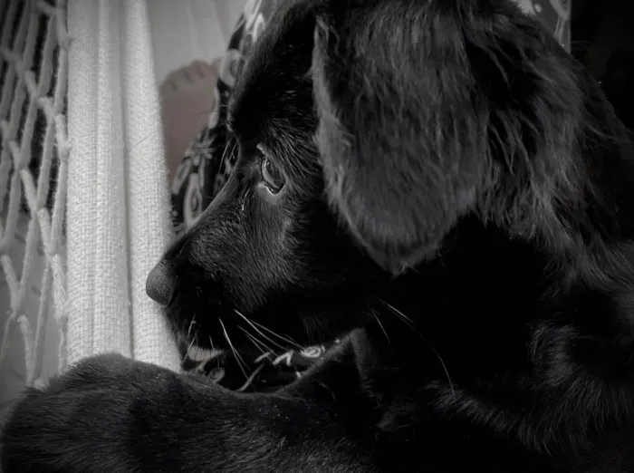 Cachorro ra a RND idade 2 a 6 meses nome Lili