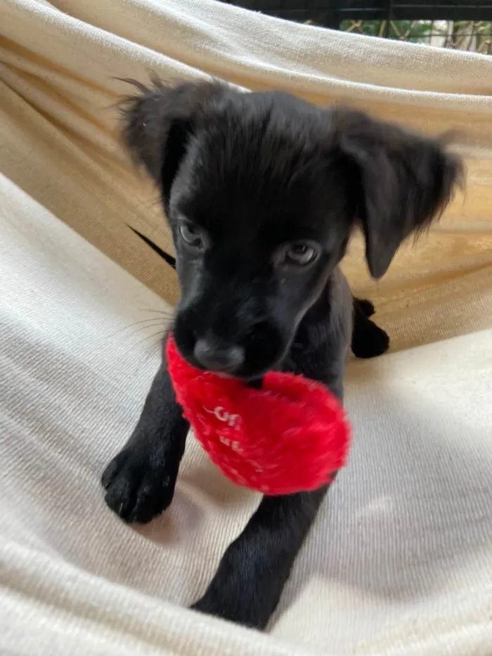 Cachorro ra a RND idade 2 a 6 meses nome Lili