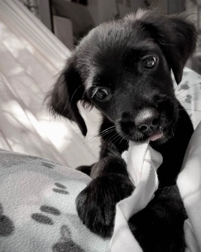 Cachorro ra a RND idade 2 a 6 meses nome Lili
