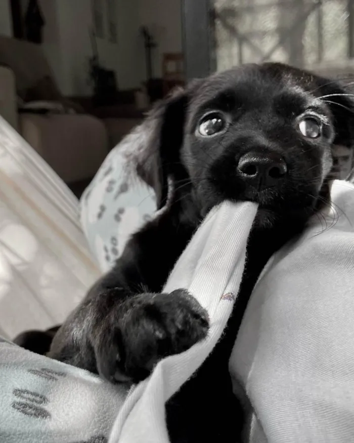 Cachorro ra a RND idade 2 a 6 meses nome Lili