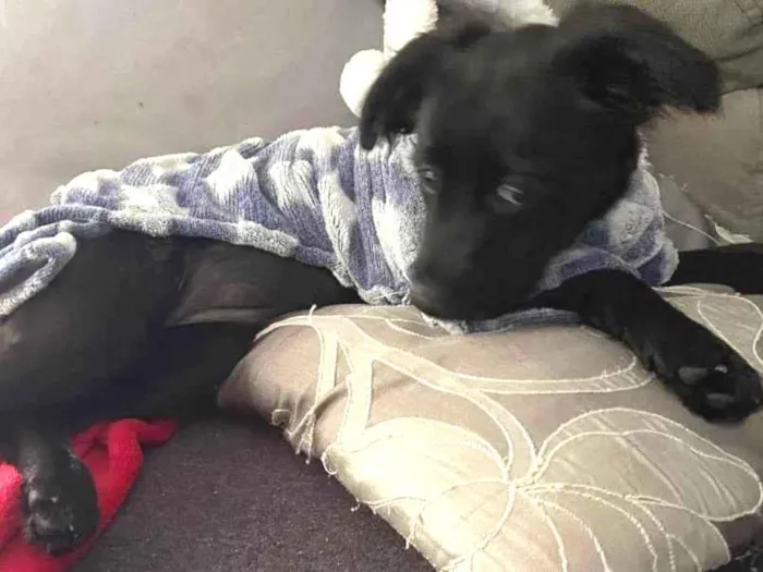 Cachorro ra a RND idade 2 a 6 meses nome Lili