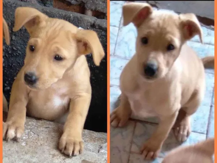 Cachorro ra a  idade 2 a 6 meses nome Não tem