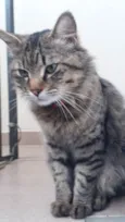 Simba