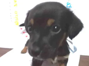 Cachorro raça Mestiça  idade Abaixo de 2 meses nome Prada