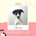 Cachorro raça SRD idade 7 a 11 meses nome Greg