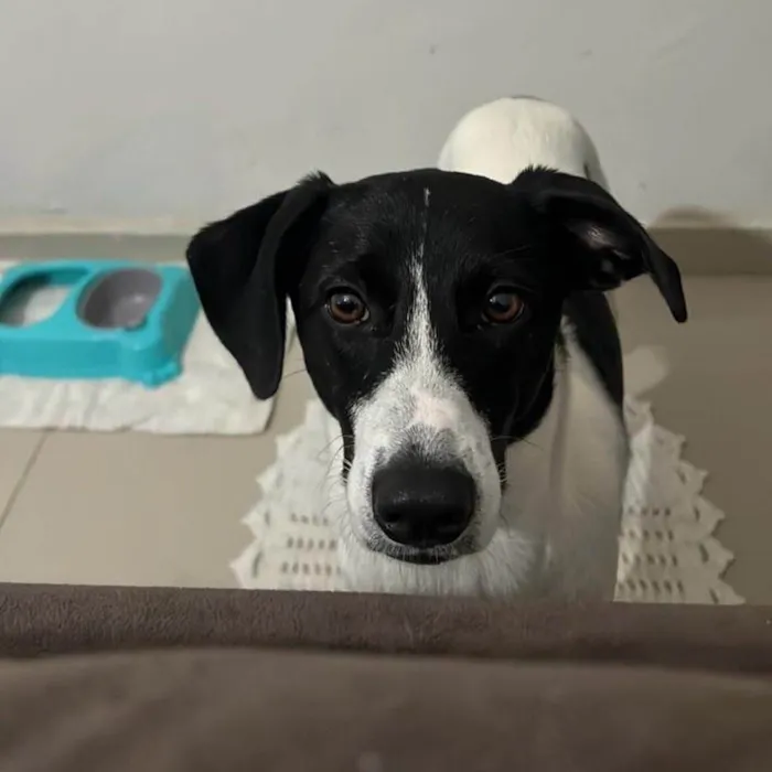Cachorro raça SRD idade 7 a 11 meses nome Greg