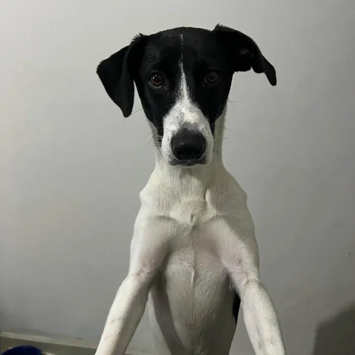 Cachorro raça SRD idade 7 a 11 meses nome Greg