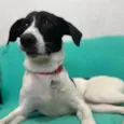 Cachorro raça SRD idade 7 a 11 meses nome Greg