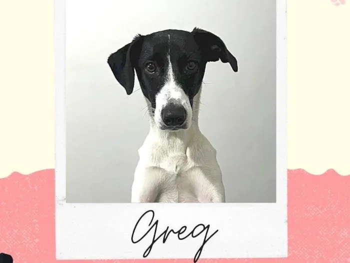 Cachorro raça SRD idade 7 a 11 meses nome Greg