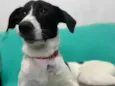 Cachorro raça SRD idade 7 a 11 meses nome Greg