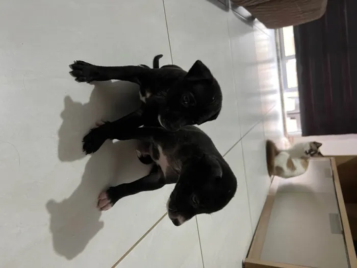 Cachorro raça Vira lata  idade 2 a 6 meses nome Sem nome 