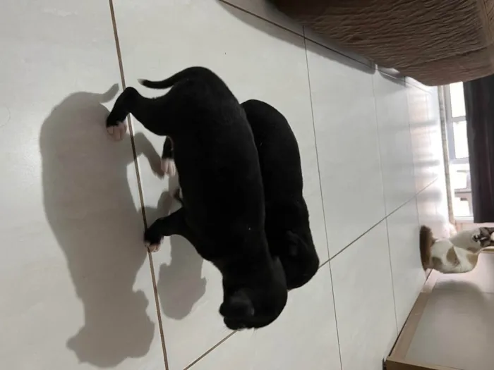 Cachorro raça Vira lata  idade 2 a 6 meses nome Sem nome 