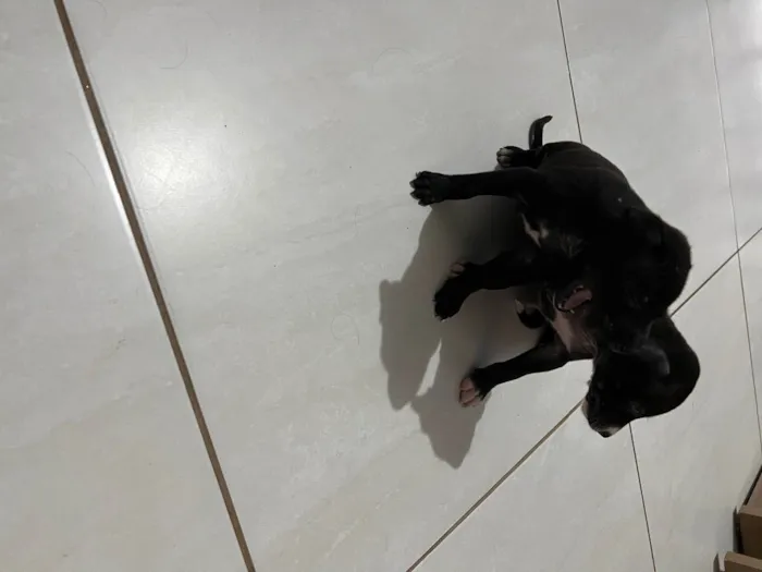 Cachorro raça Vira lata  idade 2 a 6 meses nome Sem nome 