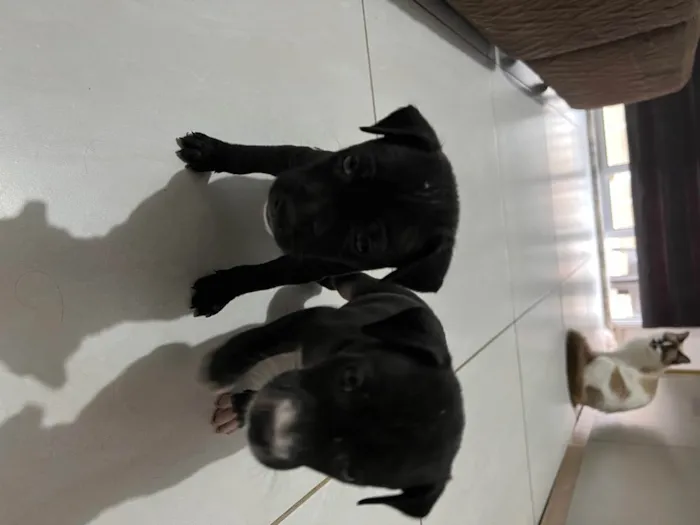 Cachorro raça Vira lata  idade 2 a 6 meses nome Sem nome 