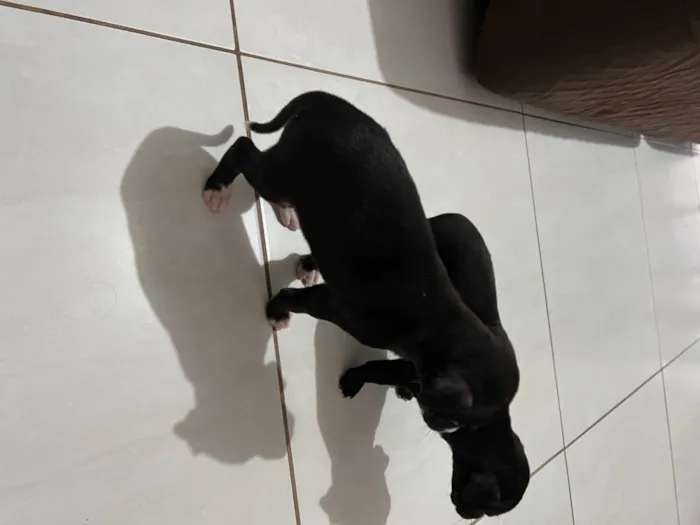 Cachorro raça Vira lata  idade 2 a 6 meses nome Sem nome 